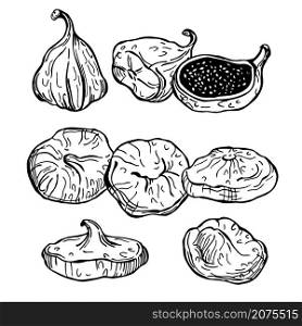 Hand drawn dried fruits figs on white background.Vector sketch illustration.. Dried fruits figs. Vector illustration.