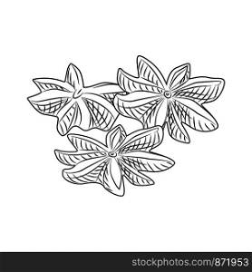 Hand drawn dry anise isolated on white background. Engraved style. Vector illustration. Hand drawn dry anise isolated on white background.