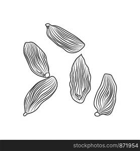 Hand drawn dry cardamom isolated on white background. Engraved style. Vector illustration. Hand drawn dry cardamom isolated on white background.