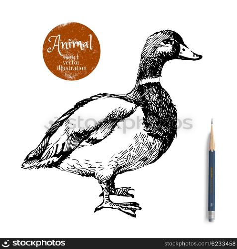Hand drawn duck animal vector illustration. Sketch isolated on white background with pencil and label banner