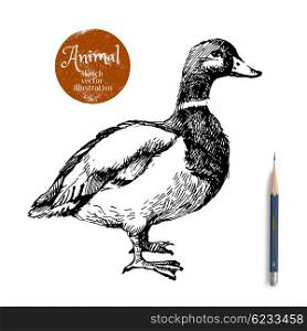 Hand drawn duck animal vector illustration. Sketch isolated on white background with pencil and label banner
