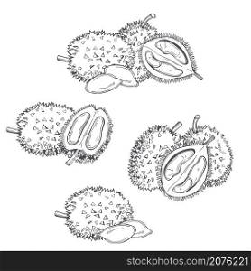 Hand drawn durian fruit on white background.Vector sketch illustration.. Tropical fruits. Vector illustration