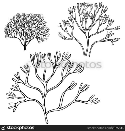 Hand drawn edible algae. Ahnfeltia plicata ( ahnfeltia plicata seaweed), sea kale. Red algae. Agar agar. Vector sketch illustration.. Edible algae. Ahnfeltia plicata.
