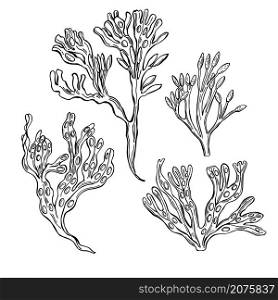Hand drawn edible algae. Bladder wrack (Fucus vesiculosus) on white background. Vector sketch illustration.. Edible algae. Vector illustration.