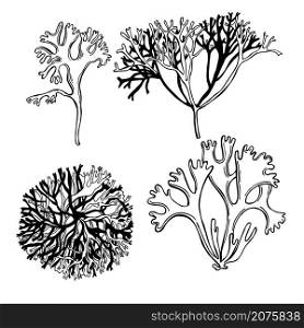 Hand drawn edible algae. Irish moss or curly chondrus on white background. Vector sketch illustration.. Edible algae. Vector illustration.