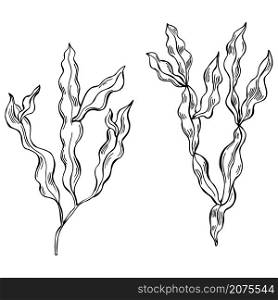 Hand drawn edible algae. Phyllophora nervosa (phyllophora seaweed, sea kale). Red algae. Vector sketch illustration.. Edible algae. Phyllophora nervosa. Vector illustration.