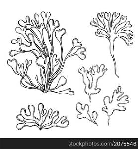 Hand drawn edible algae. Rhodymenia palmata. Red seaweed. Vector sketch illustration. Edible algae. Rhodymenia palmata.