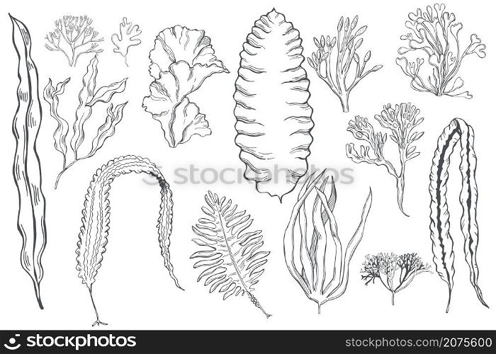 Hand drawn edible algae set. Vector sketch illustration.. Edible algae. Vector illustration.