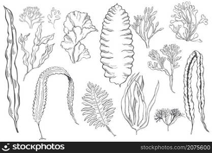 Hand drawn edible algae set. Vector sketch illustration.. Edible algae. Vector illustration.