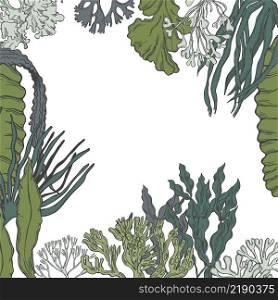 Hand-drawn edible algae. Vector background.. Edible algae. Vector background.
