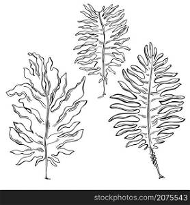 Hand drawn edible algae. Wakame or Undaria Pinnatifida on white background. Vector sketch illustration.. Edible algae. Wakame. Vector illustration.