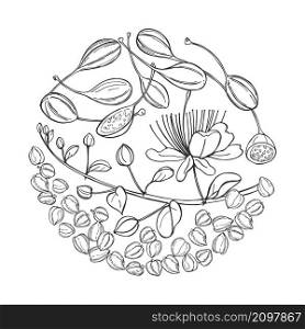 Hand drawn edible fruits and buds of capers in a circle. Vector sketch illustration.. Vector background with fruits and buds of capers.