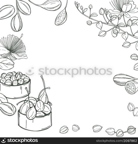 Hand drawn edible fruits and buds of capers. Vector background. Sketch illustration.. Vector background with fruits and buds of capers.