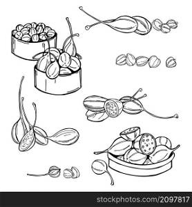 Hand drawn edible fruits and buds of capers. Vector sketch illustration.. Fruits and buds of capers. Vector sketch illustration.