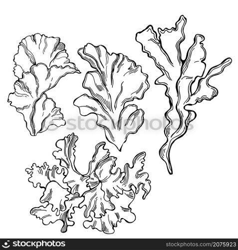 Hand drawn edible green algae. Ulva lactuca ( sea lettuce) on white background. Vector sketch illustration.. Edible algae. Ulva lactuca. Vector illustration.