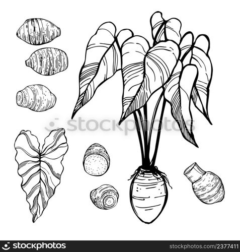 Hand-drawn edible taro(Colocasia esculenta). Vector sketch illustration. . Sketch taro. Vector illustration