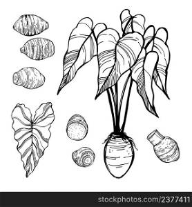 Hand-drawn edible taro(Colocasia esculenta). Vector sketch illustration. . Sketch taro. Vector illustration