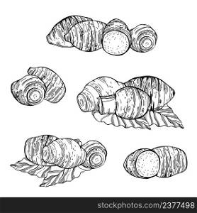 Hand-drawn; edible taro(Colocasia esculenta). Vector sketch; illustration.. Sketch taro. Vector illustration