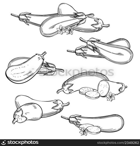 Hand-drawn eggplant set. Vector sketch illustration.. Eggplant set. Sketch illustration.