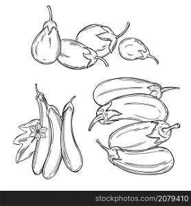Hand drawn eggplant. Vector sketch illustration.