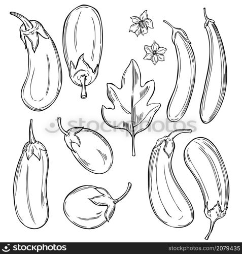 Hand drawn eggplant. Vector sketch illustration.