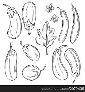 Hand drawn eggplant. Vector sketch illustration.