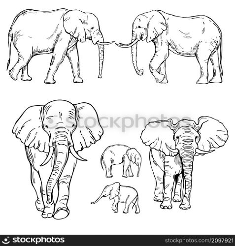 Hand drawn elephants. Vector sketch illustration.