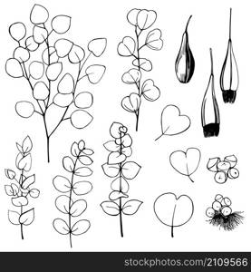 Hand drawn Eucalyptus. Black and white line illustration of plants.