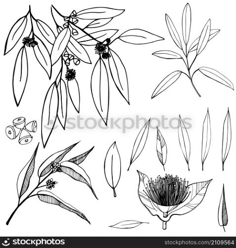 Hand drawn Eucalyptus. Vector sketch illustration