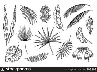Hand drawn exotic leaves. Tropical plants, nature floral drawing, monstera and banana palm leaves. Vector tropical set illustration coconut palm plant sketch leaves design. Hand drawn exotic leaves. Tropical plants, nature floral drawing, monstera and banana palm leaves. Vector tropical set