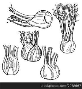 Hand drawn fennel bulbs on white background. Vector sketch illustration.. Hand drawn fennel bulbs . Vector illustration.