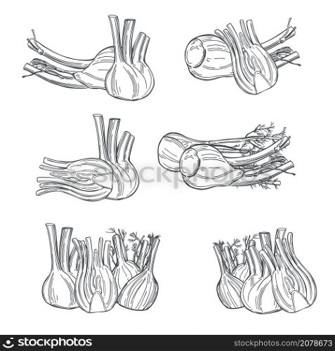 Hand drawn fennel bulbs on white background. Vector sketch illustration.. Hand drawn fennel bulbs . Vector illustration.