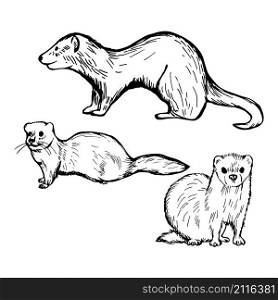 Hand drawn ferret on white background. Vector sketch illustration.. Hand drawn ferret on white background