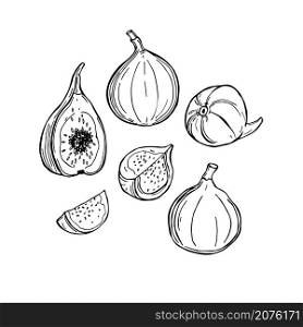 Hand drawn figs on white background.Vector sketch illustration.. Figs. Vector sketch illustration.
