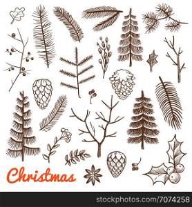 Hand drawn fir and pine branches, fir-cones. Christmas and winter holidays doodle vector design elements. Branch of pine and evergreen plant illustration. Hand drawn fir and pine branches, fir-cones. Christmas and winter holidays doodle vector design elements