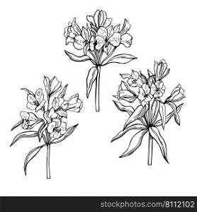 Hand-drawn  flowers. Alstroemeria   Peruvian lily or lily of the Incas . Vector sketch  illustration. . Sketch flowers. Vector illustration. 
