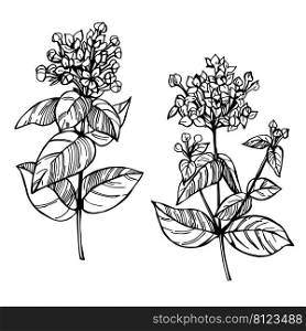 Hand-drawn  flowers.  Bouvardia. Vector sketch  illustration. . Sketch flowers. Vector illustration. 