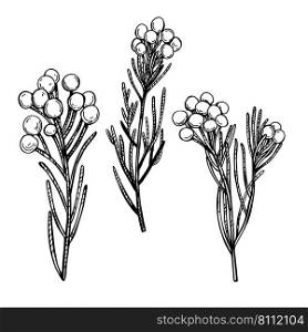 Hand-drawn  flowers. Brunia  coffee bush .  Vector sketch  illustration. . Sketch flowers. Vector illustration. 