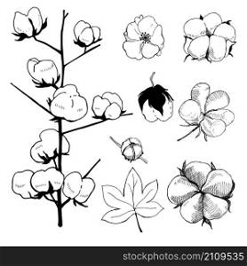 Hand drawn flowers. Cotton plant flower.Black and white line illustration of cotton flowers.. Black and white line illustration of cotton flowers.