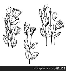 Hand-drawn  flowers. Eustoma  lisianthus or prairie gentian . Vector sketch  illustration. . Sketch flowers. Vector illustration. 
