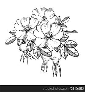 Hand drawn flowers. Flowers and rose hip fruits.Vector sketch illustration.. Hand drawn flowers.Vector sketch illustration.
