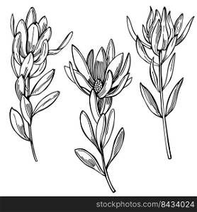 Hand-drawn  flowers. Leucadendron plant. Vector sketch  illustration.. Sketch flowers. Vector illustration. 