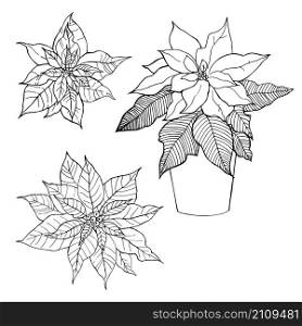 Hand-drawn flowers. Poinsettia, Christmas Star.Vector sketch illustration. Hand-drawn flowers. Poinsettia, Christmas Star.