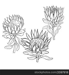 Hand-drawn flowers protea. Vector sketch illustration.