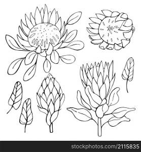 Hand-drawn flowers protea. Vector sketch illustration.. Hand-drawn flowers protea. Vector illustration.