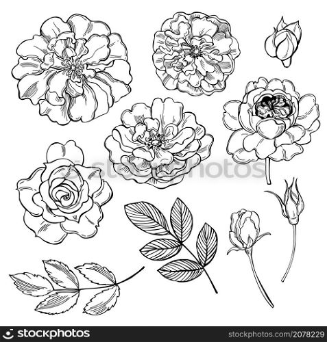 Hand drawn flowers. Roses on white background. Vector sketch illustration.. Roses. Vector illustration.