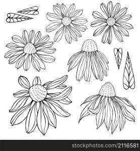 Hand drawn flowers . Vector sketch illustration.