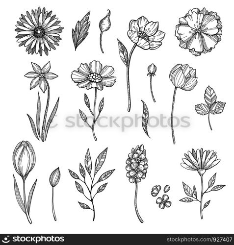 Hand drawn flowers. Vector various pictures of plants. Illustration of flower and plant, floral leaf sketch. Hand drawn flowers. Vector various pictures of plants