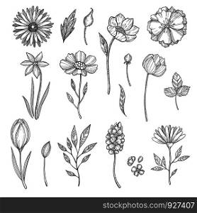 Hand drawn flowers. Vector various pictures of plants. Illustration of flower and plant, floral leaf sketch. Hand drawn flowers. Vector various pictures of plants