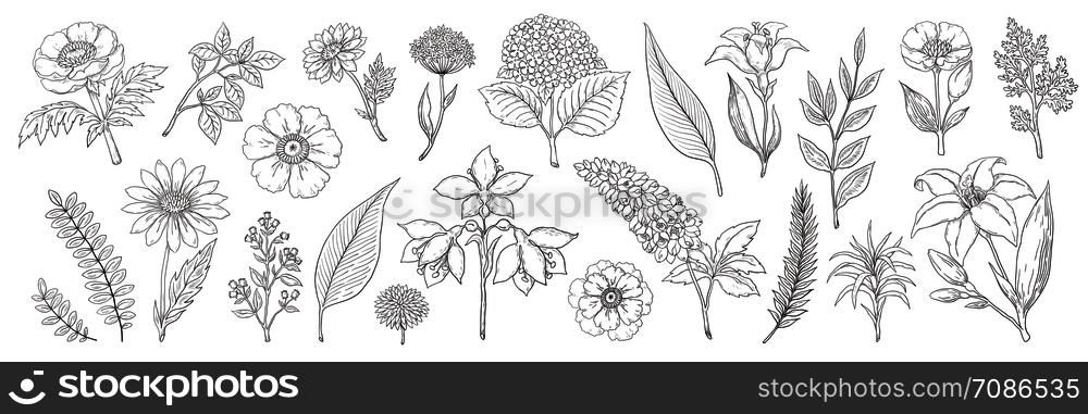 Hand drawn flowers. Vintage floral sketch, summer leaves branches and herbs collection. Vector illustration ink foliage and bouquet background. Hand drawn flowers. Vintage floral sketch, summer leaves branches and herbs collection. Vector foliage and bouquet background
